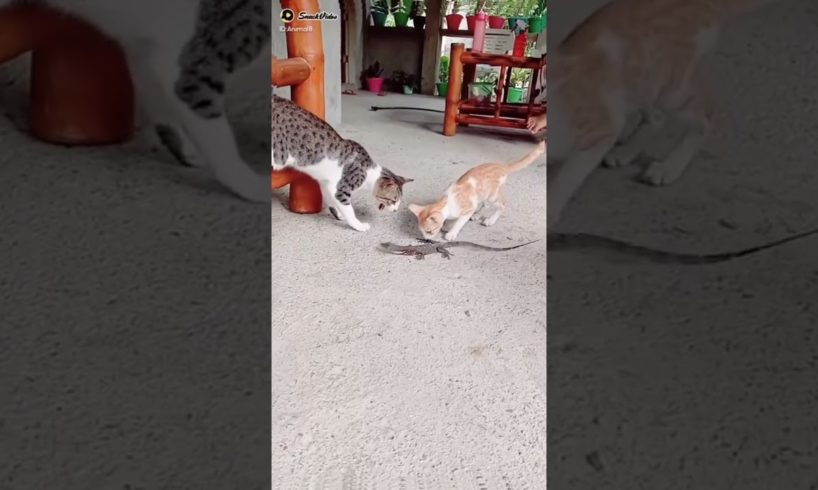 Animal Fighting cat