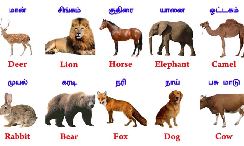 Animals Name Tamil And English ~ Learn Animals Name ~ FaazilClass