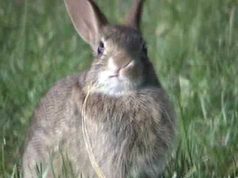 Animals in action - Wild rabbits