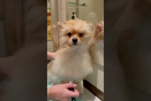 Baby Dogs,Cute funny dog cutest puppies,SuccessTrend your dog👇🏾   #cutestpuppies#cutedog#short#3