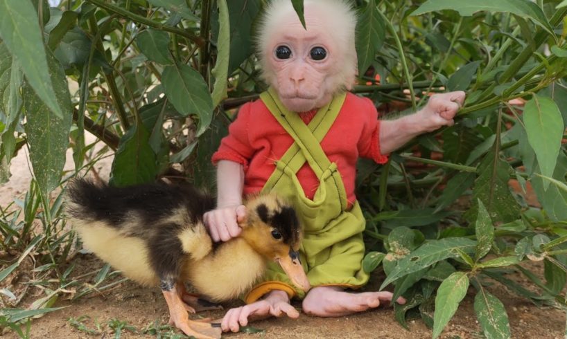 Baby monkey andy and duckling having fun together