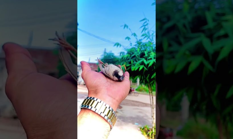 Bird after Rescue Fly 🐦