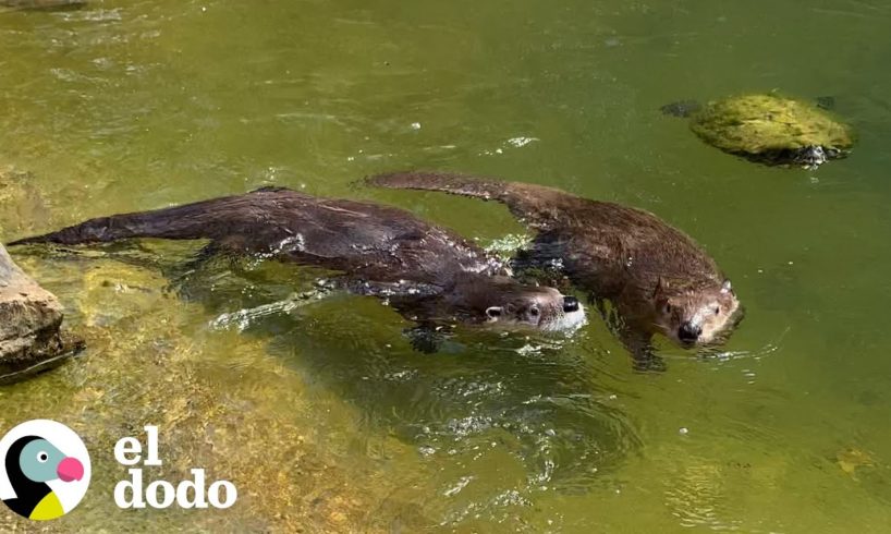 Castor y nutria juegan 24 horas al día, 7 días a la semana | El Dodo