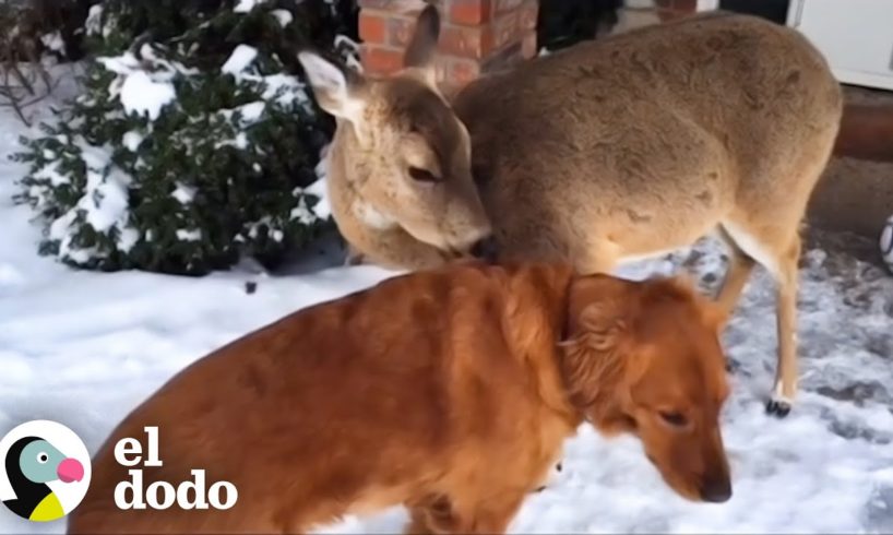 Ciervo trae a sus bebés a conocer a su mejor amigo cada primavera | Parejas Disparejas | El Dodo