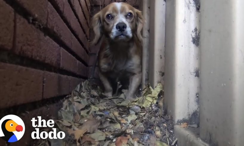 Dog Was So Scared He Hid Behind Building From People | The Dodo