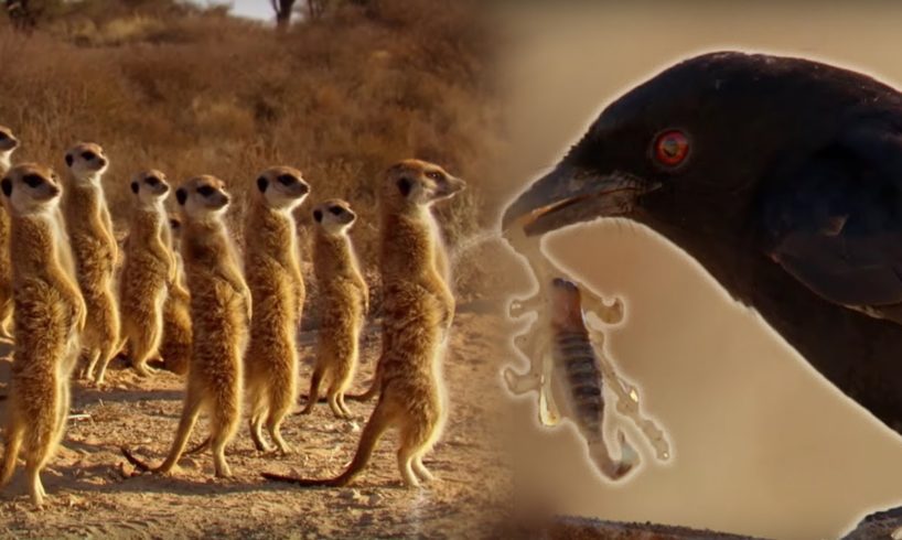 Drongo Bird Tricks Meerkats | Africa | BBC Earth