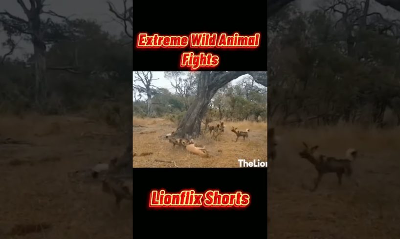 Extreme Wild Animal Fights!!! pt10