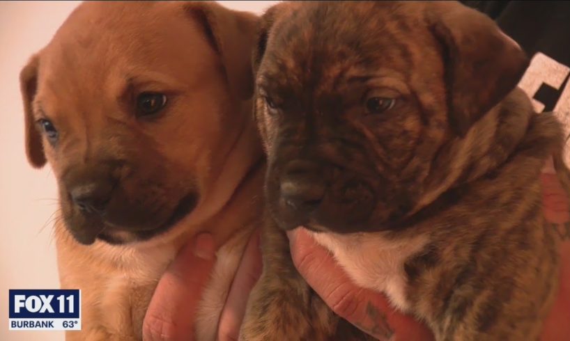 Five puppies, several other animals rescued from massive SoCal marijuana grow bust