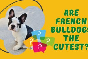 French Bulldog Puppies - are they the cutest puppies? You choose! #shorts #frenchbulldog #puppy