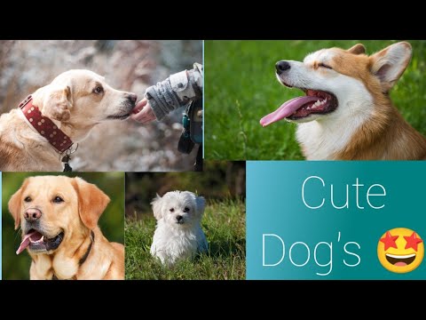 Funniest Dog's And  Cutest Dog's|| 😍😍  Dogs playing|| Funny Animals😍😍