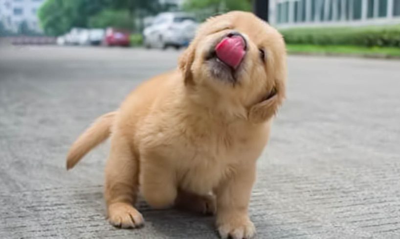 Funniest & Cutest Golden Retriever Puppies - 30 Minutes of Funny Puppy Videos 2021 #11