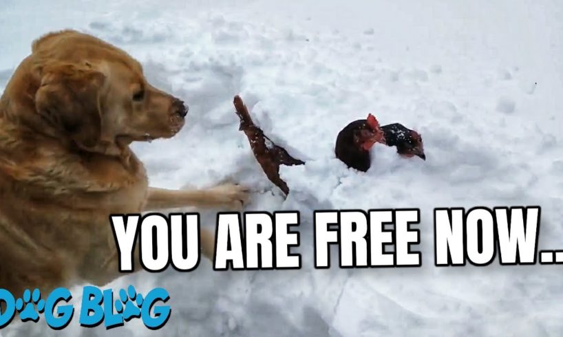 Gentle Dog Rescues Chickens Buried Under Snow