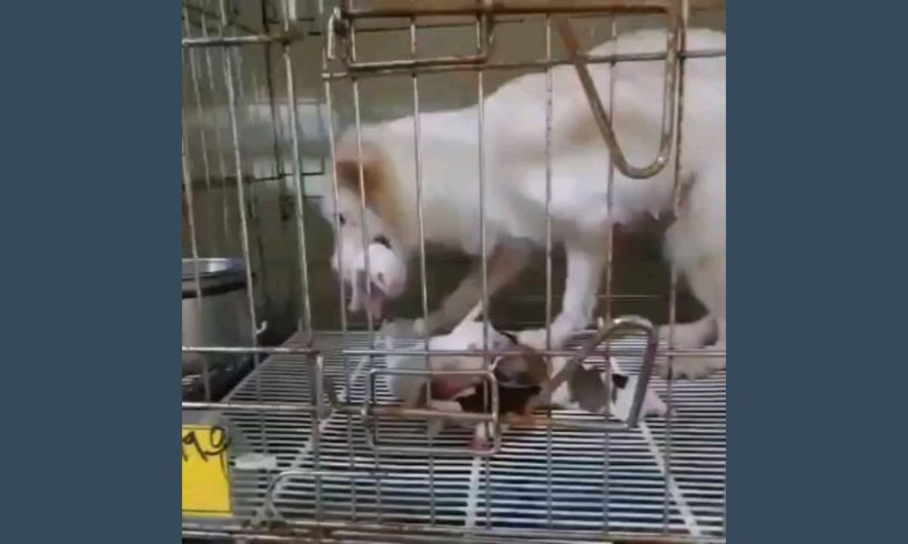 Heartbroken story of a Mother Dog anxious, and embarrassed to find a place to hide in narrow cage