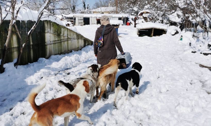 Homeless animals. Carying for dogs and cats living at the streets in all weather conditions.