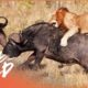 How Animals Learn To Hunt | Deadly Game | Real Wild