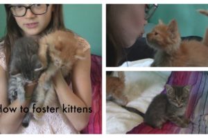 How to Foster Kittens | Cutest Kittens Ever | Fun with Fiona | Fiona Frills