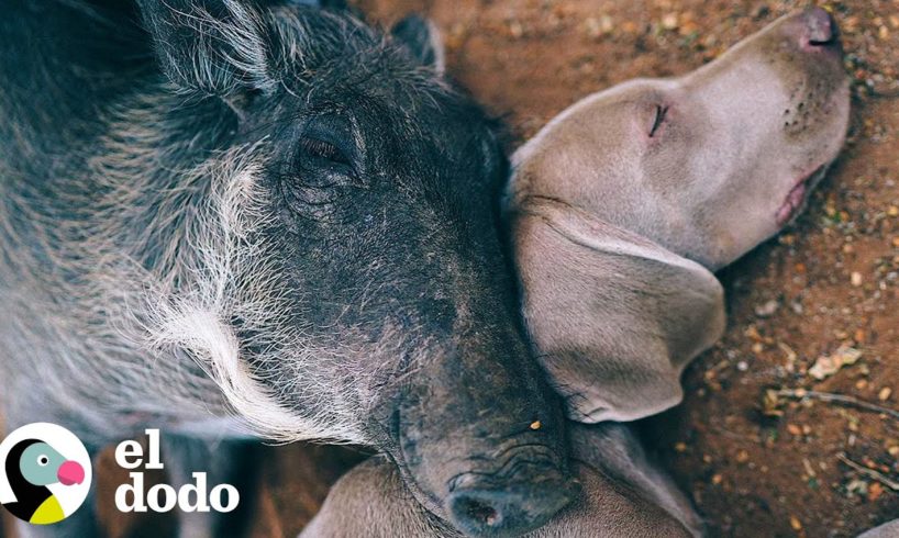 Jabalí está obsesionado con su hermano perro | El Dodo