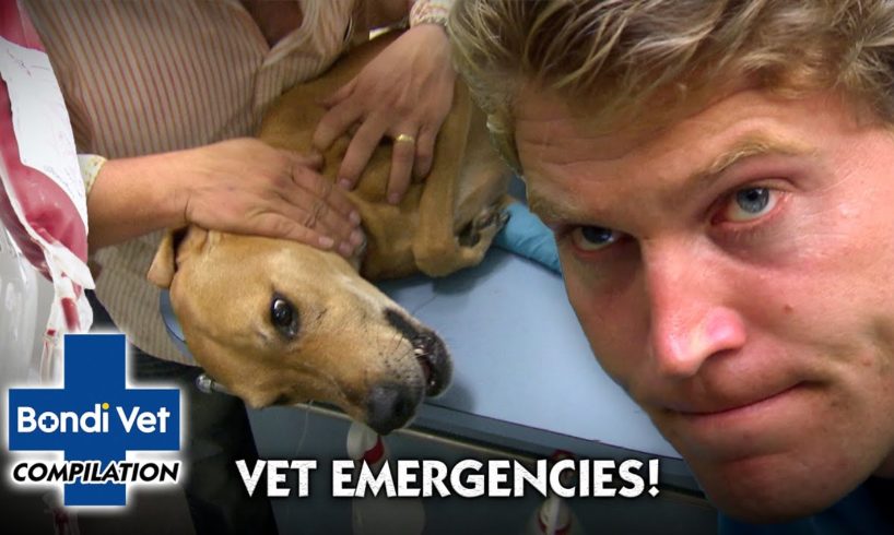 MOST DRAMATIC MEDICAL EMERGENCIES | Compilation | Bondi Vet