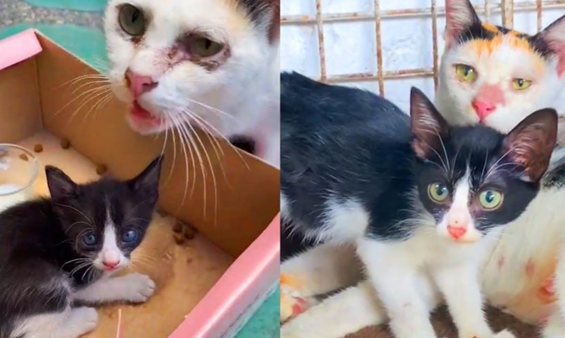 Mama cat wouldn't leave her Babies behind - Rescue of Homeless Mother Cat and her Kittens