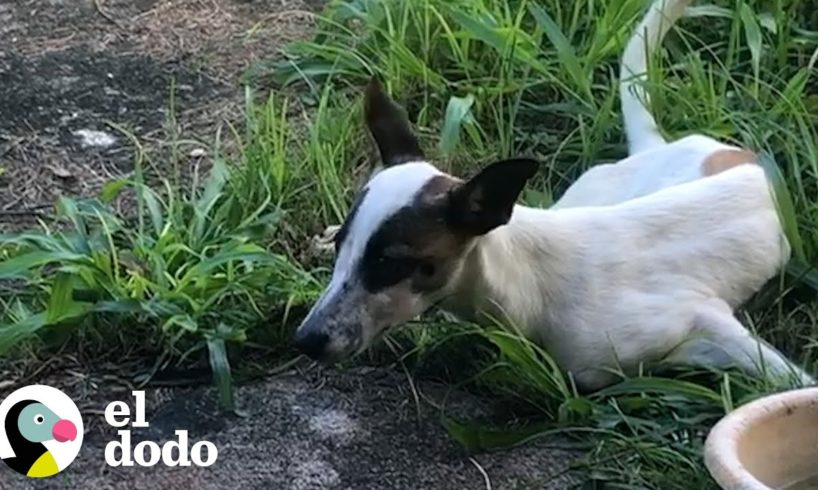 Perrita encontrada en la basura es una princesa mimada ahora | El Dodo