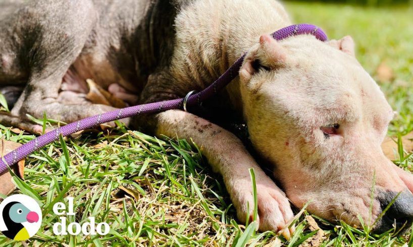 Perrita rescatada del bosque va a McDonald's por conos de helado | Adoptame | El Dodo