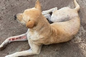 Rescue of stray dogs on the street​ | Rescue homeless dogs