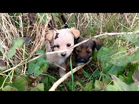 Rescued Abandoned Puppies Thanks To Our Shelter Dogs