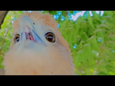 The Best Of Eagle Attacks Most Amazing Moments Of Wild Animal Fights! Wild Discovery Animals