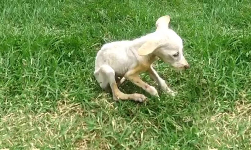 The Little Puppy Wants to Be The Perfect Pet But This is The End He Got From a Heartless Owner