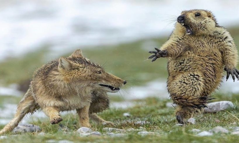 The Most Incredible Wild Animal Fights (Wild Animal Battles Captured On Camera)