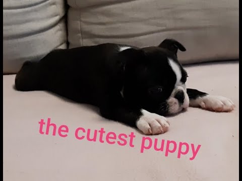 The cutest puppy Frida ; boston terrier