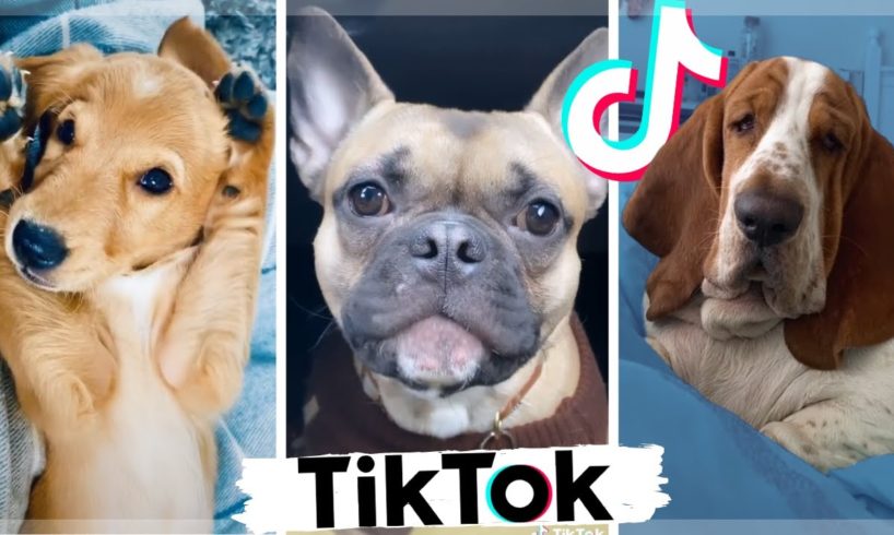 These Might Be The Cutest Puppies & Funniest Dogs on TIKTOK ~ Fluppy