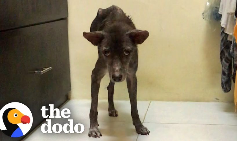 This Dog Is Proof That Miracles Happen | The Dodo Heroes