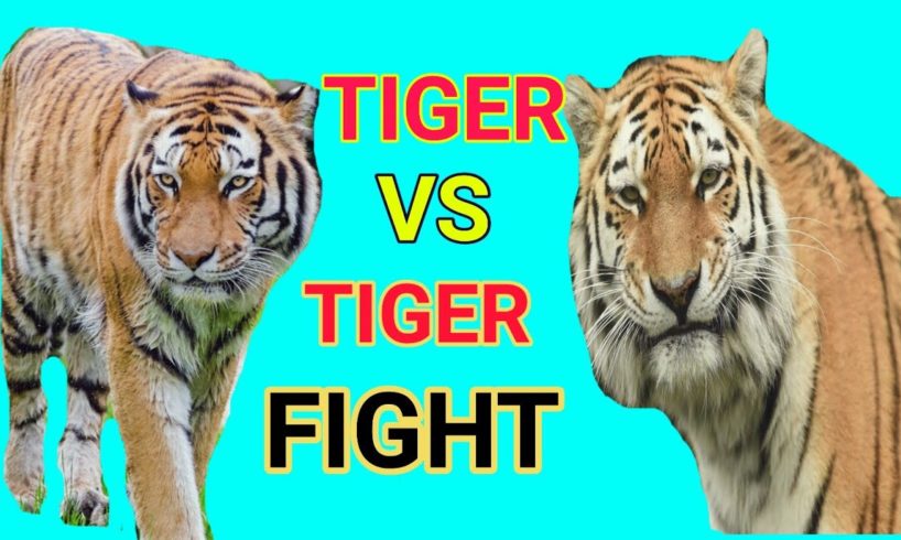 Tiger_vs_Tiger_Fight||বাঘেরলড়াই||AnimalTvFuri||biggest animal fights||animal fights compilation||