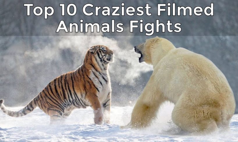 Top 10 Craziest Animal Fights Caught on Camera