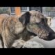 UHH ! ! Helpless Dog Rescued From Parasites And Mangoworms! RESCATE ANIMALES 2021 猫からワームを取り除く