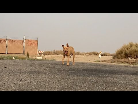 WESTON - Another Truck Stop, Another Abandoned Dog