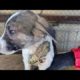 WOWW ! ! Puppy Rescued From Parasites And Mangoworms! RESCATE ANIMALES 2021 猫からワームを取り除く