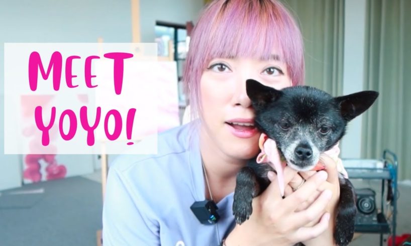 Where To Adopt a Dog From China? Yoyo's Story and More!