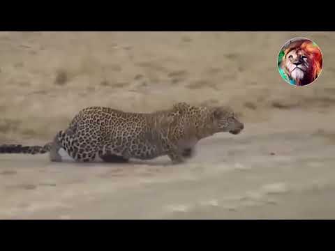 Wild animals Fights for survival