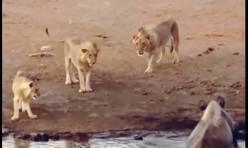 amazing animal fight | lions vs rhino real fight in the wild