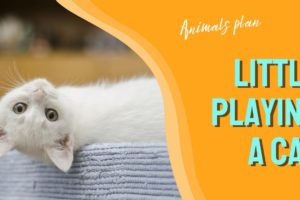 little cat playing//animals plan// cat video//❤️#short #2