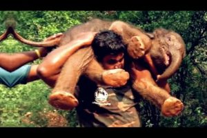 इंसानियत का ये वीडियो देखकर आप रो देंगे ।। heartwarming animal rescues