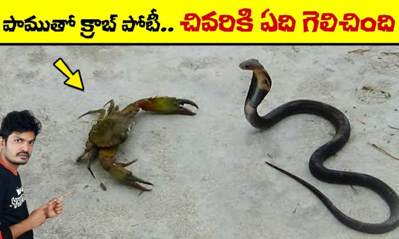 🔵 చివరికి ఏది గెలిచింది | animals fighting each other | wild animals | telugu facts | virinchi facts