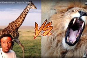 14 Craziest Animal Fights Caught On Camera (Crazy Reaction)