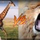 14 Craziest Animal Fights Caught On Camera (Crazy Reaction)