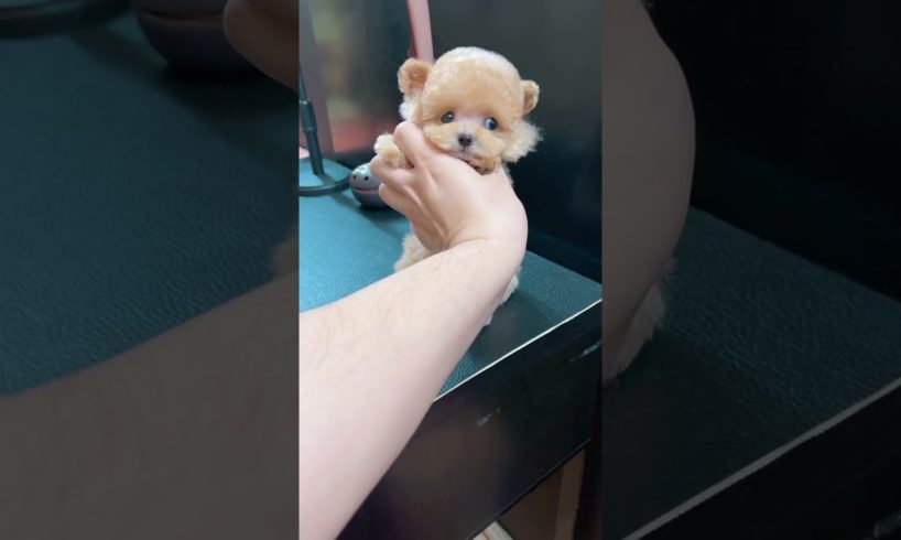 Cutest puppies 🥰 Dogs Are the Best🥰Cute Pomeranian