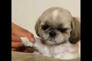 Baby Dogs,Cute funny dog cutest puppies,SuccessTrend your dog👇🏾   #cutestpuppies#cutedog#short