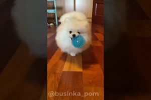 Baby Dogs,Cute funny dog cutest puppies,SuccessTrend your dog👇🏾   #cutestpuppies#cutedog#short