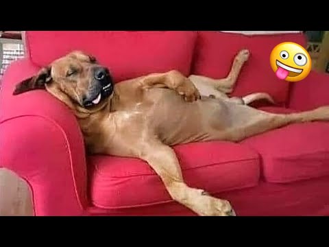 Funniest Dogs And Cats Ever 🐧 - Best Funny Animal Videos Of The 2021